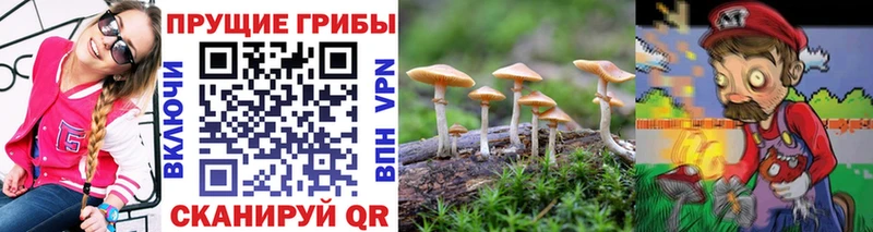 Купить закладки  Нюрба  Галлюциногенные грибы Psilocybe 